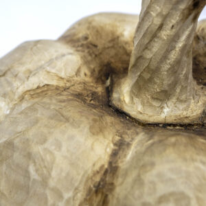 calabaza zapallo (1)